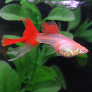 [행운수족관]고정구피, 알비노 풀레드 블러드 스왈로우 보인자 [수2+암3] 구피