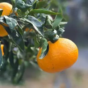 제주 위미감귤 10kg 고당도귤 서귀포 효돈 노지 조생 귤택배