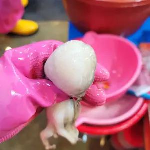 알배기선별 생물 알 쭈꾸미 활 주꾸미 1kg(7-15미)