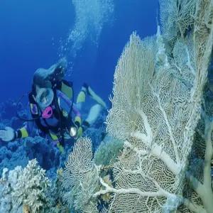 마나도 5일 [NO쇼핑/전일관광] 신규오픈! NDC 인터내셔널 호텔