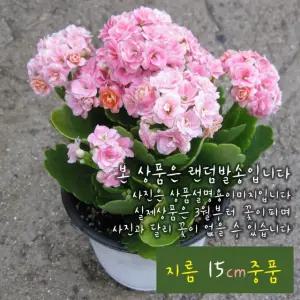 칼란디바핑크 카랑코에 (핑크색카랑코애) 지름 15cm 중품다육화분 (좋은흙만사용)