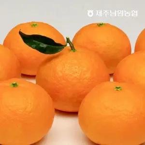 제주남원농협 산지직송 봄에 먹는 귤 고당도 과즙 가득 카라향 4.5kg 대과