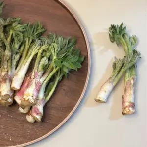 산지마켓 산지발송 남해 땅두릅 1kg (튀김용)