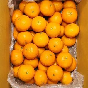 [아침이슬농원]제주산지 고당도 카라향 10kg 혼합과