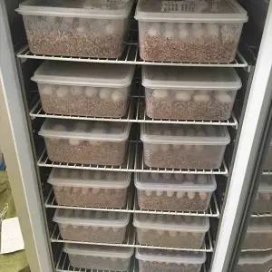 웅즈 도마뱀알부화기 인큐베이터 곤충 케이지 항온 병아리 거북이