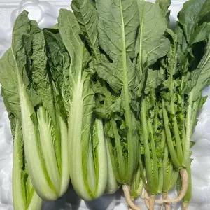 싱싱 국산 얼갈이 배추 1kg + 어린 열무 2kg 열무 얼갈이 세트 열무 무청 아기배추 얼갈이 열무물김치 재료