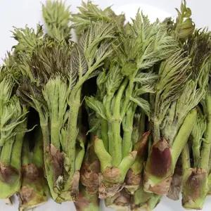 국내산 봄나물 참두릅 1kg