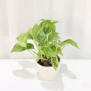 갑조네 애플 마블 스킨답서스 소품