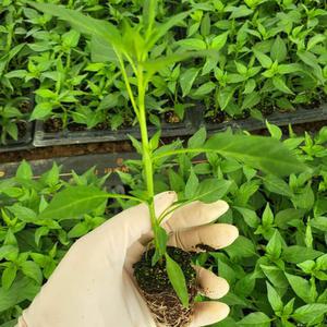 베트남 고추 묘종 5개 태국 고추 모종 cay ot 국내산 동남아 식재료