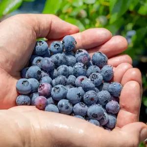 냉동과일 블루베리 1kg x 2봉, 3봉