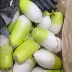 제주 월동무 세척무 10kg 겨울 김장무