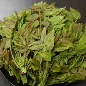 제천 옻순 1kg 옻나무순 옻나물 제철산나물 당일수확 산지발송 5월6일 첫수확발송예약