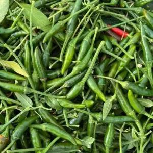 국내산 베트남고추 태국고추 파란고추 500g 쥐똥고추 프릭키누 동남아 식재료