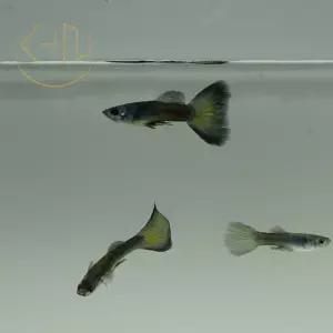 모스크 블루 구피 (관상어, 열대어, 구피)