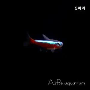 [에이투비]카디날 테트라 / 1cm전후 / 5마리