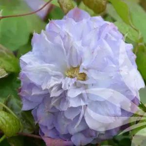 클레마티스 베로니카 초이스 12cm 포트묘 겹꽃 신품종 으아리 넝쿨식물 야생화