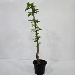 체리나무 화분 라핀 접목1년생