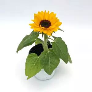 해바라기 생화 화분 모종 꽃바구니 여름 꽃화분