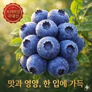 신선한아침 고당도 생 블루베리 국산 당일수확