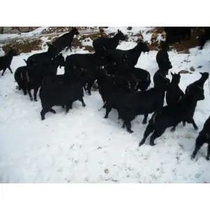 원조 지리산 100%방목 흑염소 반마리 엑기스 120ml 60팩~홍삼액이 추가된~