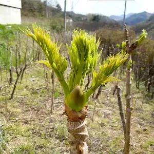 [철따라농산물]지리산 노지 나무두릅 참두릅 500g 1kg