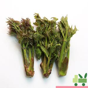 참두릅 (산두릅) 1kg