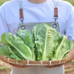 국내산 통로메인 로메인 상추 500g 1kg 2kg
