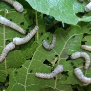 살아있는 누에 1령~2령 10마리 반려동물 먹이용 생누에 게코먹이 단품