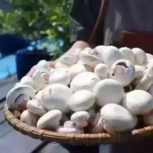 양송이버섯 1kg 못난이양송이 부여 산지직송 당일수확