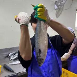 국내산 왕특대 자반 고등어 2미