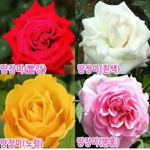땅장미 (빨강5+노랑5) 정원수 묘목 장미꽃나무 접목1년생포트 -열주묶음  Ch107