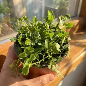 [하라네]돌미나리 모종 미나리모종 밭미나리 채소 키우기 교육용 5개