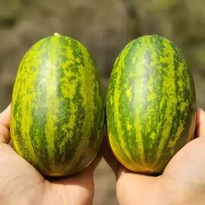 싱싱햇 파파야멜론 개구리참외 파파야 메론 참외 4kg