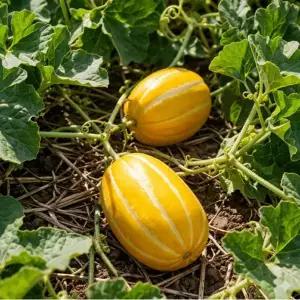 고당도 프리미엄 성주참외 로얄과 참외 제철 특품 못난이 가정용3KG 10KG