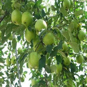 나무생각 / 사과나무 / 아오리 / 접목1년(특) / 1등묘