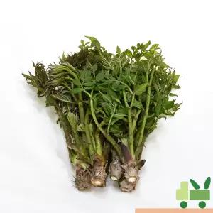 두릅 (산두릅 참두릅) 1kg (장아찌)