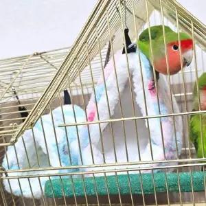 하트둥지 앵무새 포치 대 앵무새둥지 앵무새포치