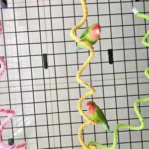 앵무새 놀이터 와이어 로프 횟대 1.5m 로프횃대