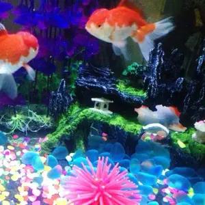 야광돌 500g 어항 꾸미기 장식 구피 키우기(특가)