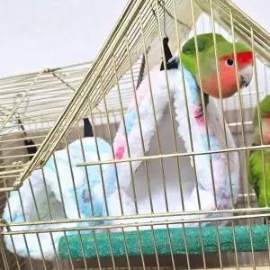 하트둥지 앵무새 포치 대 앵무새둥지 앵무새포치
