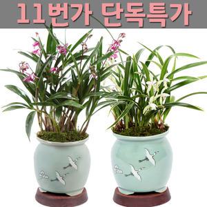 선물용 난 분재 꽃배달 개업화분 동양란 서양란 생일선물 축하 기념일 승진 취임 선물 화분 꽃바구니