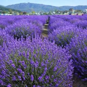 향기강한 라벤더모종포트 묘목 프렌치라벤더 보라빛 허브 관상 식물 정원조경수 (목하원예조경)