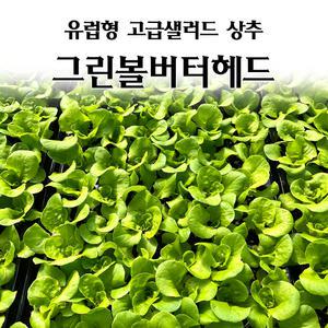 [모종심는아빠] 유럽형 고급 샐러드 상추 그린볼버터헤드 모종3개