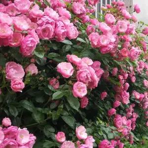 안젤라  덩굴장미 줄장미 묘목 성장성 월동성 강한 품종  rose117