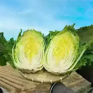 영월 채가원 국내산 90일배추 신안 천일염 사용 직접 키워서 절인 아삭한 김장 절임배추 10kg 20kg도착일 지정