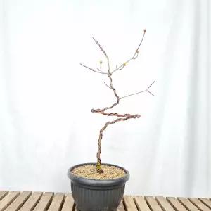 산수유 나무 미니 분재 묘목 화분 노란꽃 붉은열매 베란다 정원수 반려식물