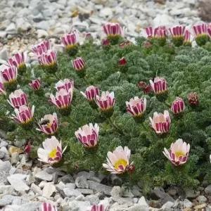 구름국화 노지월동 야생화 모종 6cm 비닐포트 여섯개묶음 GK013