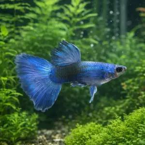 모스코 블루 구피 1쌍