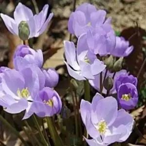 깽깽이풀 노지월동 다년생 야생화 모종 3년생포트   OR016