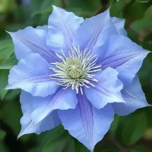 클레마티스 블루 코틸리온 12cm 포트묘 겹꽃 신품종 으아리 넝쿨식물 야생화